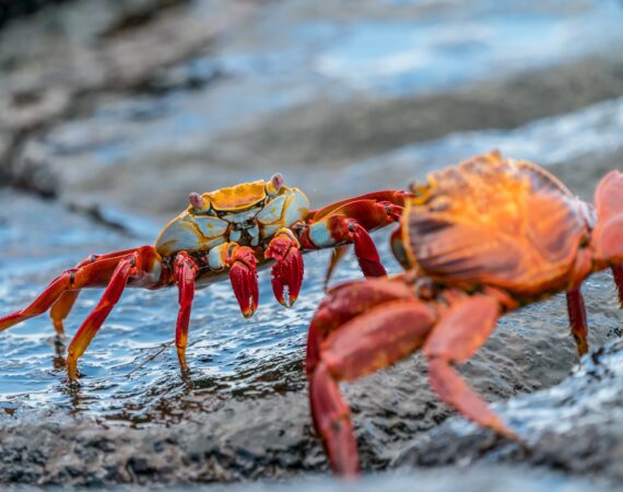 น้ำเต้าปูปลา เล่นได้กี่แบบ มีวิธีการเล่นยังไง