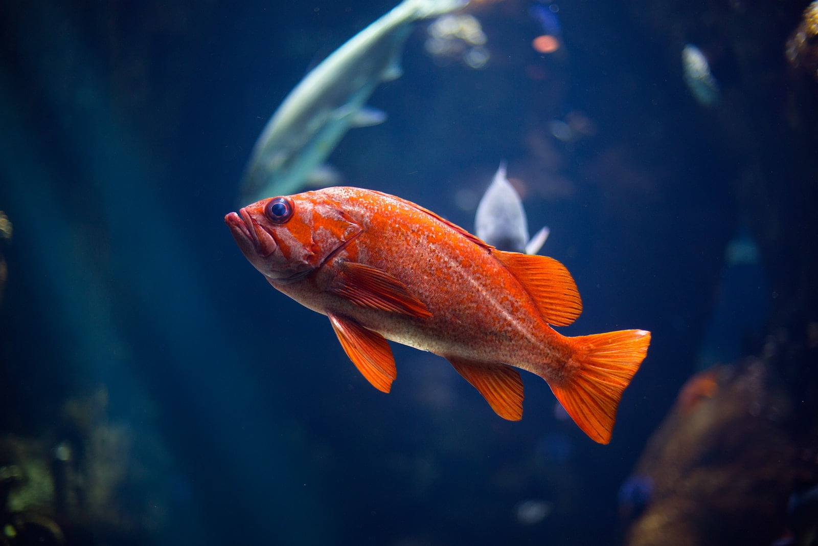 騙葫蘆、蟹、魚的技巧 如何作弊獲得 95% 的錢