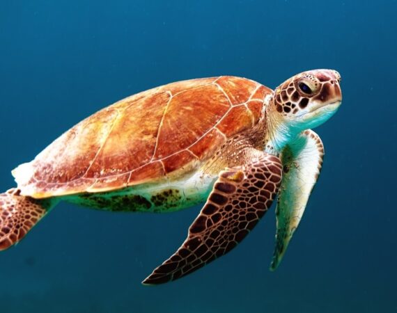 กลยุทธ์การแคร็กเครื่องตกปลา: 1 บทความที่จะสอนให้คุณเป็นผู้ดูแลน้ำเครื่องตกปลา!