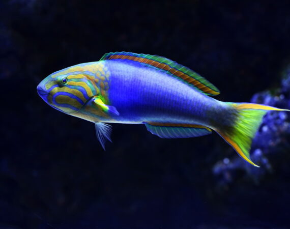 【วิธีชนะเงินด้วยเครื่องตกปลา】 นี่คือคำแนะนำ1ในการทุบเครื่องตกปลา!