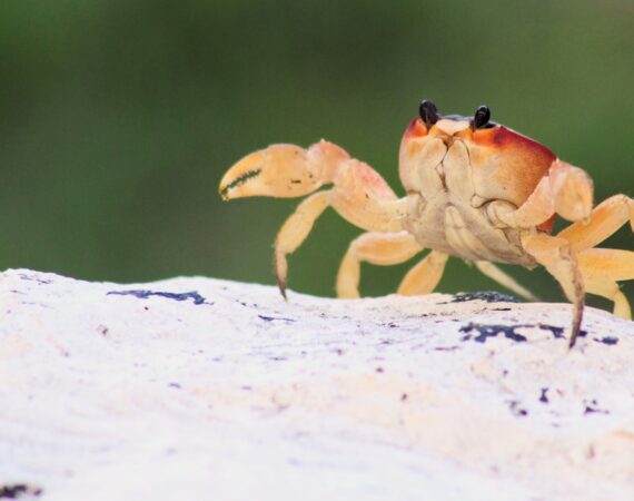 น้ำเต้าปูปลา ในรูปแบบเกมออนไลน์2022โฉมใหม่น่าเล่นที่นี่ 1 เกมออนไลน์