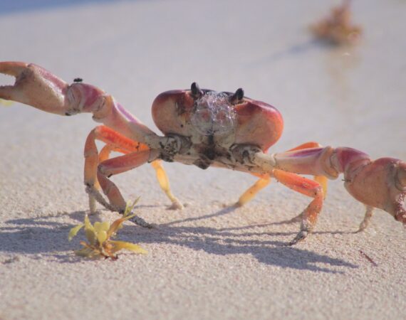 สอนวิธีเล่นน้ำเต้าปูปลากระดาษ เอาไว้เล่นแก้เบื่อ