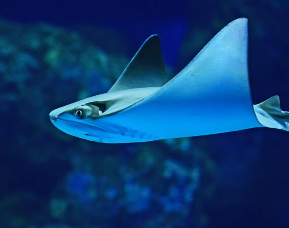 【เครื่องตกปลาสร้างรายได้】 ความลับของเทคนิคการตกปลา 【อัปเดตปี 2021】