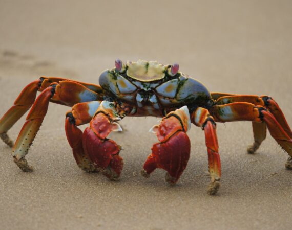 น้ำเต้าปูปลา คืออะไร วิเคราะห์กฎของเกมใหญ่ 4 เทคนิคการ โกงน้ำเต้าปูปลา โกงยังไงให้ได้เงิน 95%