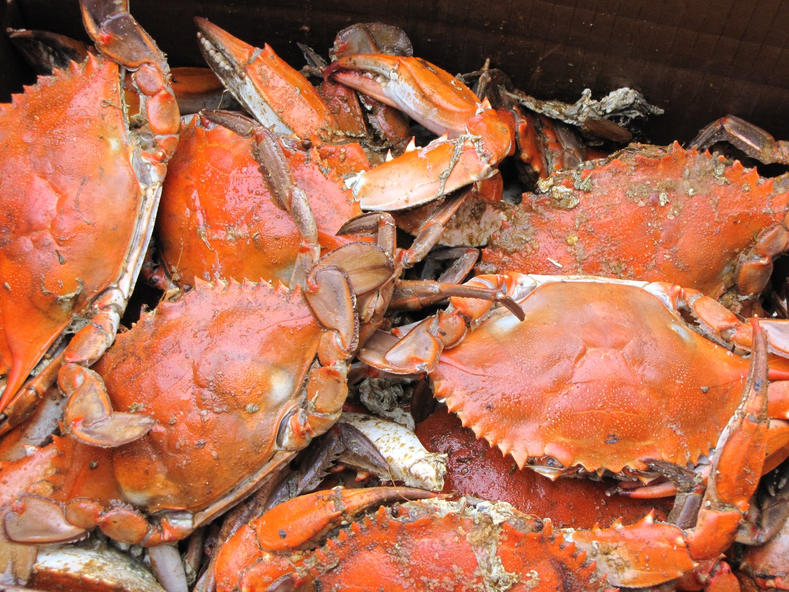  葫蘆、螃蟹、魚、彩票，最好的新賺錢方式