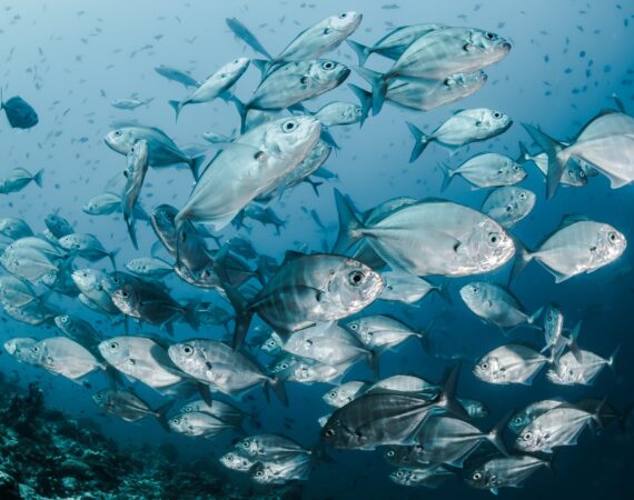 ปัจจุบันยังมีคนส่วนน้อยที่จะรู้จักน้ำเต้าปูปลากระดาษ บางคนอาจจะลืมไปแล้วว่าเล่นยังไง ที่นี่มีคำอธิบาย 4 silver fishes underwater