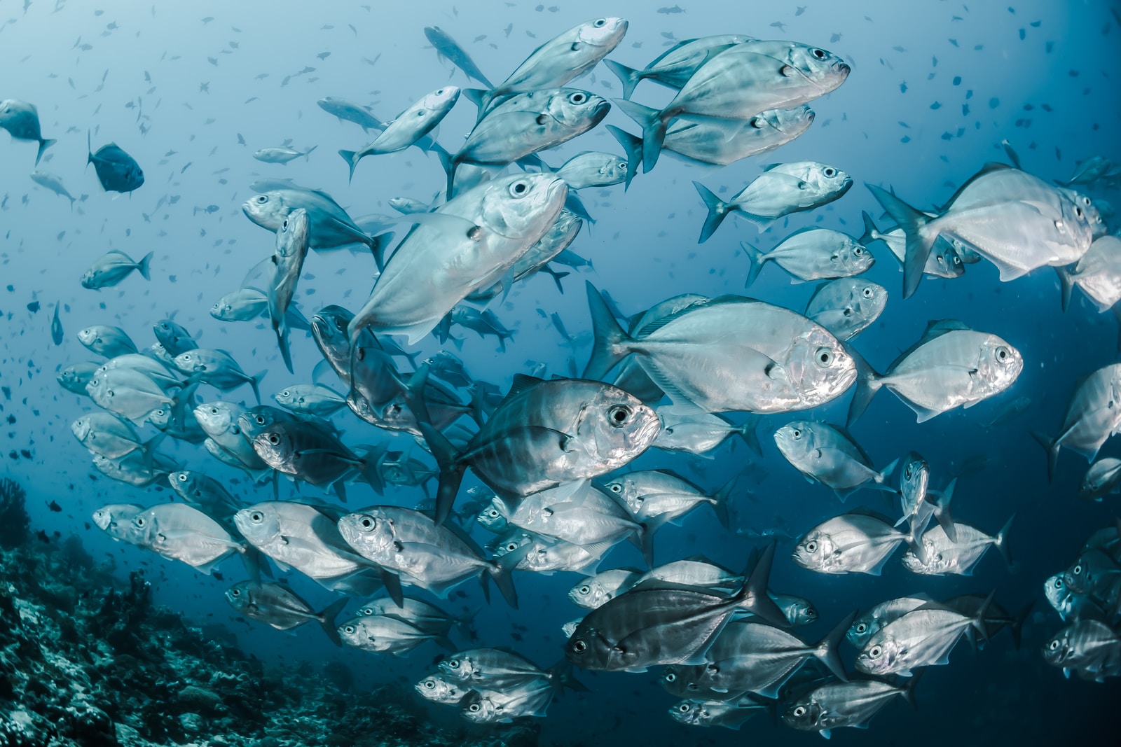 silver fishes underwaterน้ำเต้าปูปลา